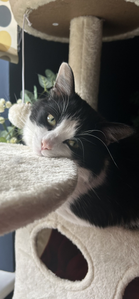 To ask me to show me your cat