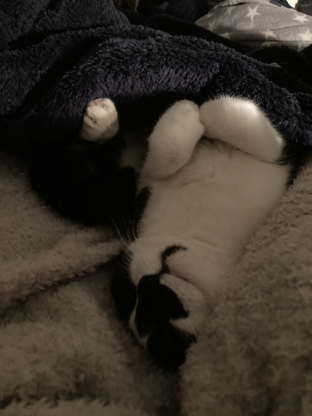 Black and white cats. (pics please!)