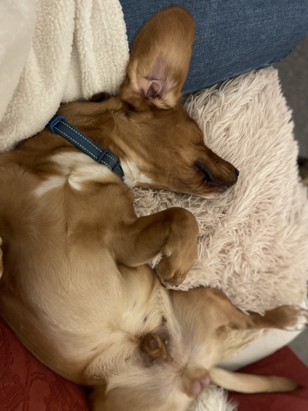 Adolescent Dog Survival Thread - get teenage licks right through the night!