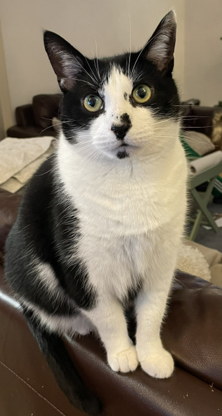 To ask me to show me your cat