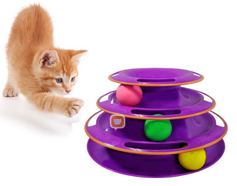 Advice re new kitten