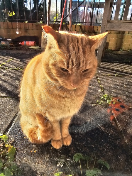 Ring Out, Wild Bells! As 2025 approaches, the Excellent Cats raise their game with a discussion on Tennyson's poetry