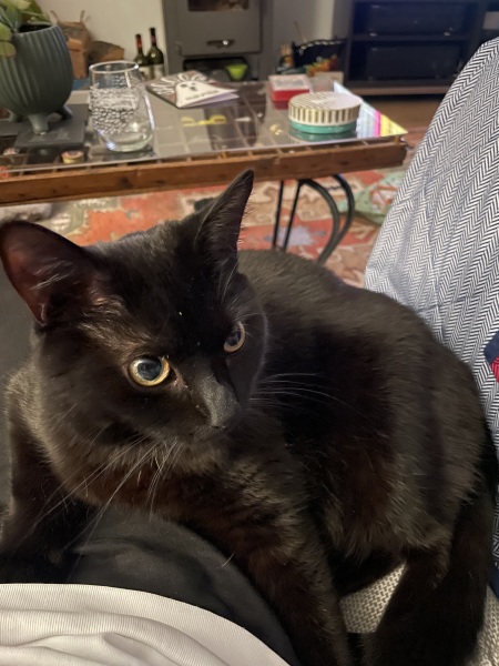 Help: Misogynistic New Cat!