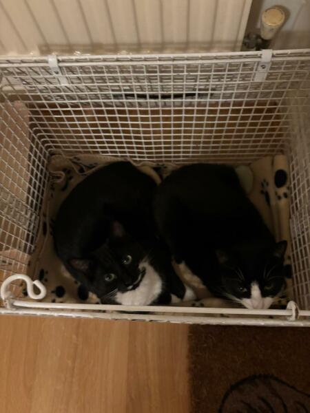 Thread 15 Starmer - Nolite te bastardes carborundorum