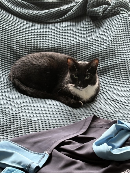 Black and white cats. (pics please!)