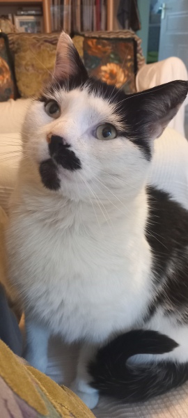 Rescue cats, show me yours!