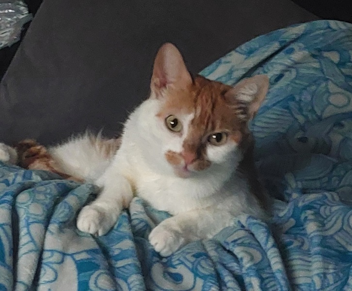 Thread 14 Starmer - The Starmeristas Strike Back