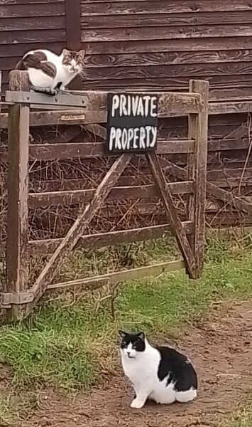 Black and white cats. (pics please!)