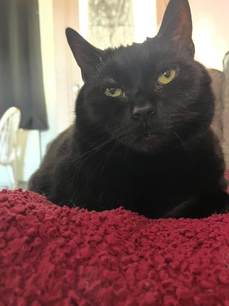 Supplements for arthritis in a fairly young cat?