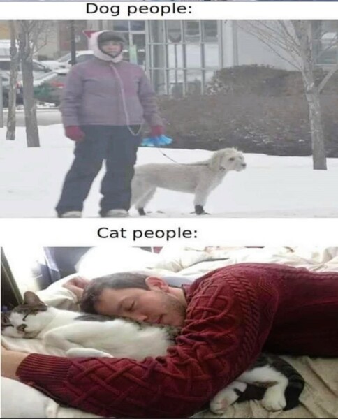 Are you walking your dogs in this weather?