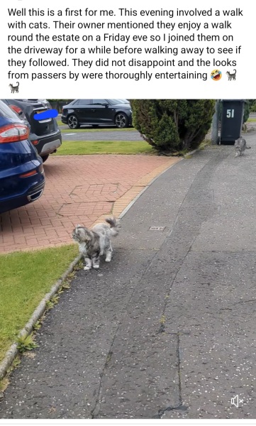 Cat walking off lead