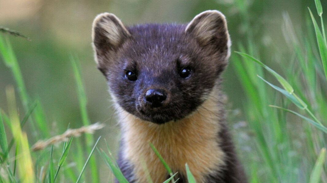 The Bluestocking: where conversation should supersede cards