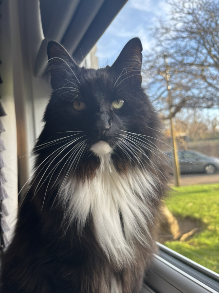 Any cat lovers know what breed of cat this might be or mix?