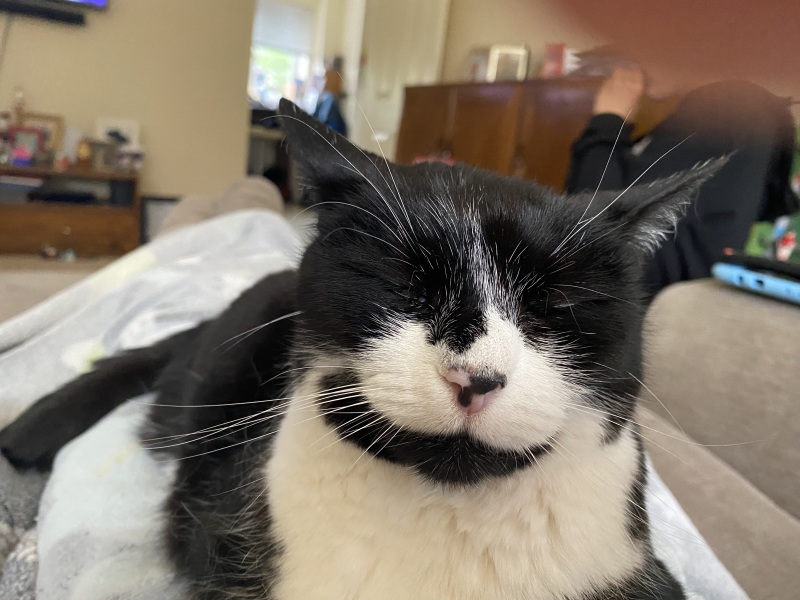 To ask me to show me your cat