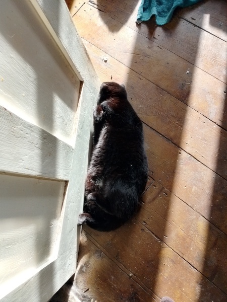 Lap dances, strippers and punch-ups - the Excellent Cats arrange a stag party