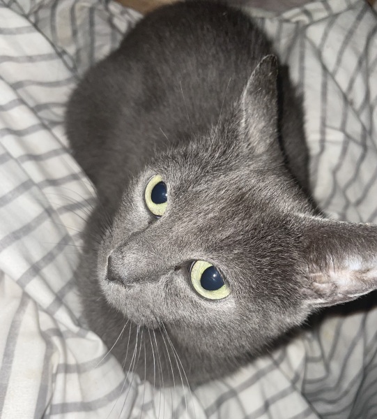 To ask me to show me your cat