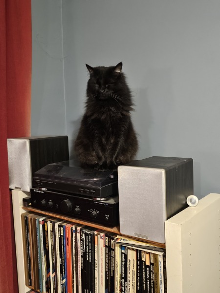 Ring Out, Wild Bells! As 2025 approaches, the Excellent Cats raise their game with a discussion on Tennyson's poetry