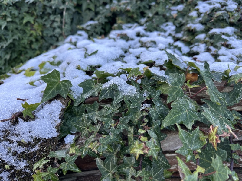 The Nigel Slater Christmas Chronicles Readalong 2024 Part 3