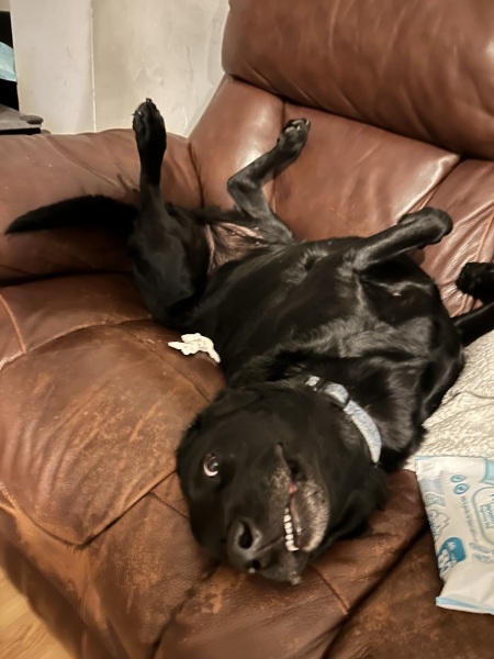 Hand hold please. Beloved Labrador hit by car and losing her leg
