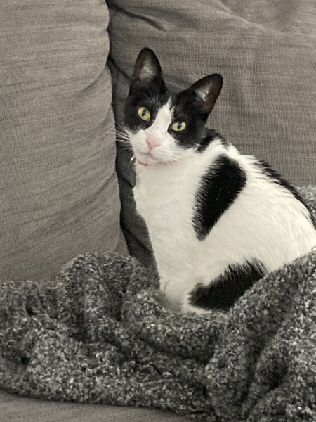 Black and white cats. (pics please!)