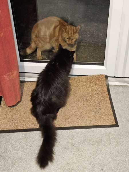 Ring Out, Wild Bells! As 2025 approaches, the Excellent Cats raise their game with a discussion on Tennyson's poetry