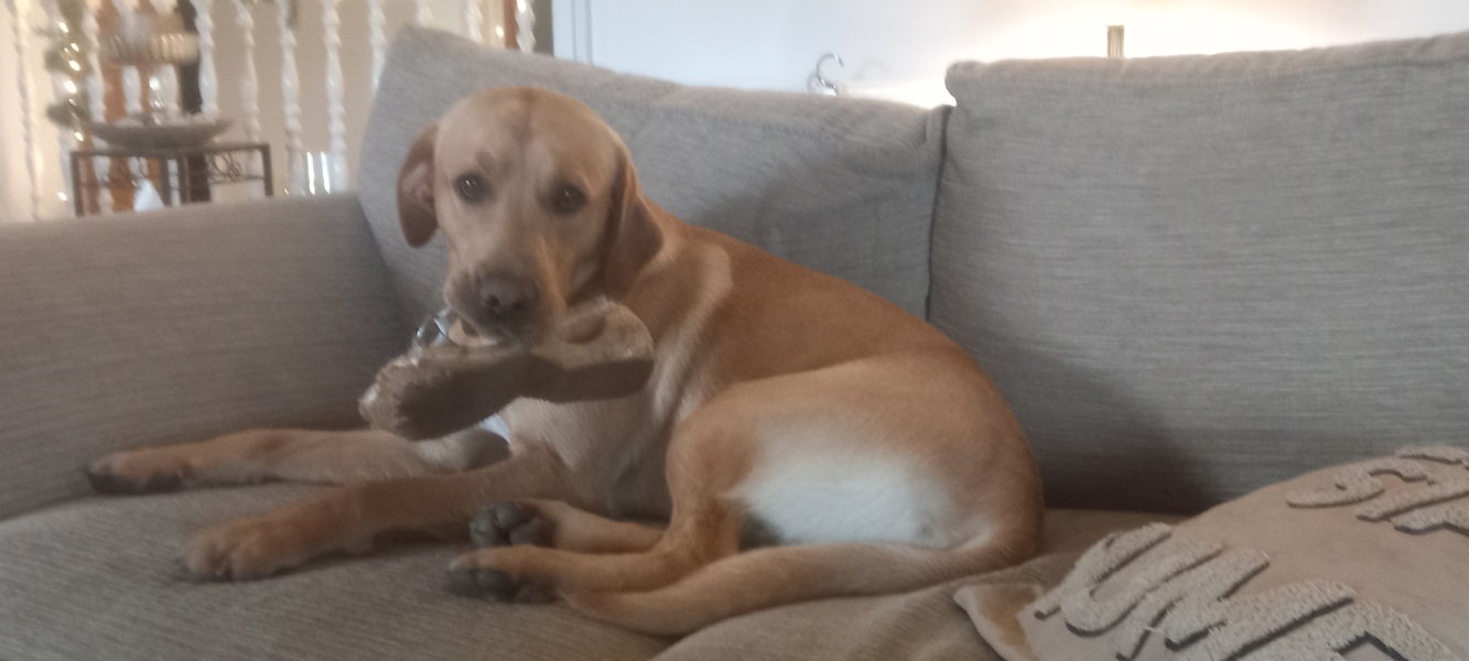 My dog has disgraced herself this morning.