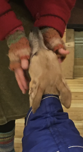 Dog nipped child