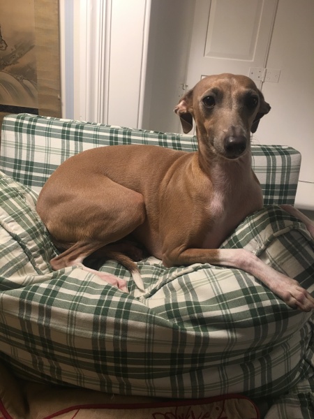 Can we talk about Italian greyhounds?