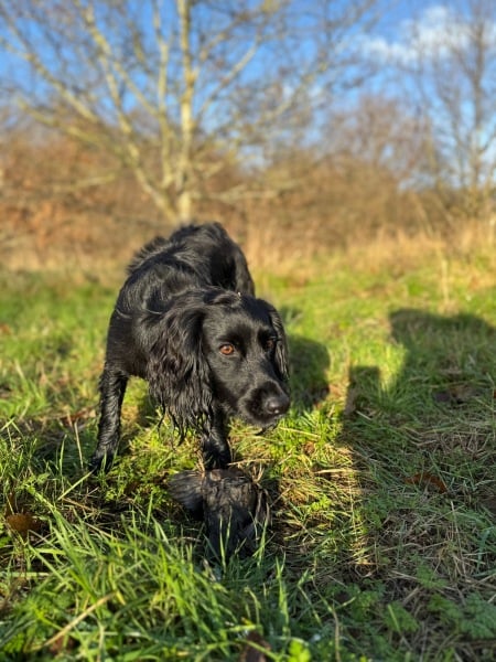 Adolescent Dog Survival Thread - get teenage licks right through the night!