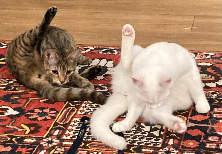 Ring Out, Wild Bells! As 2025 approaches, the Excellent Cats raise their game with a discussion on Tennyson's poetry