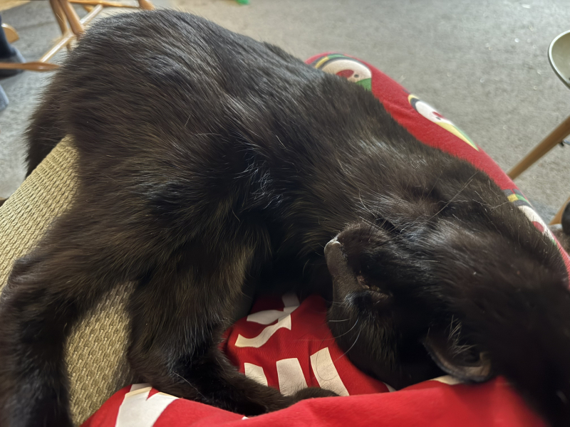 I think I want to adopt a cat but I’ve never had a cat before and I have questions!