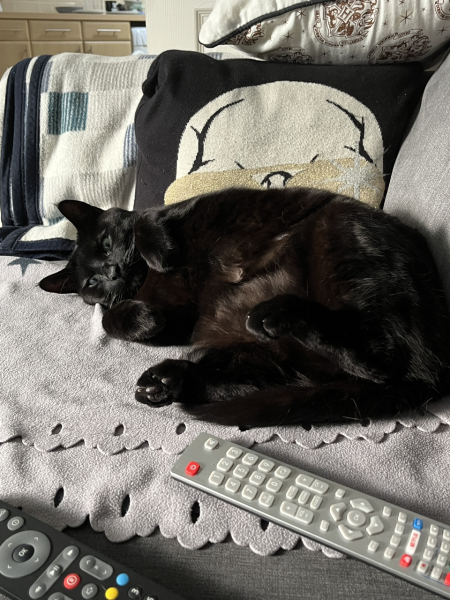Rescue cats, show me yours!