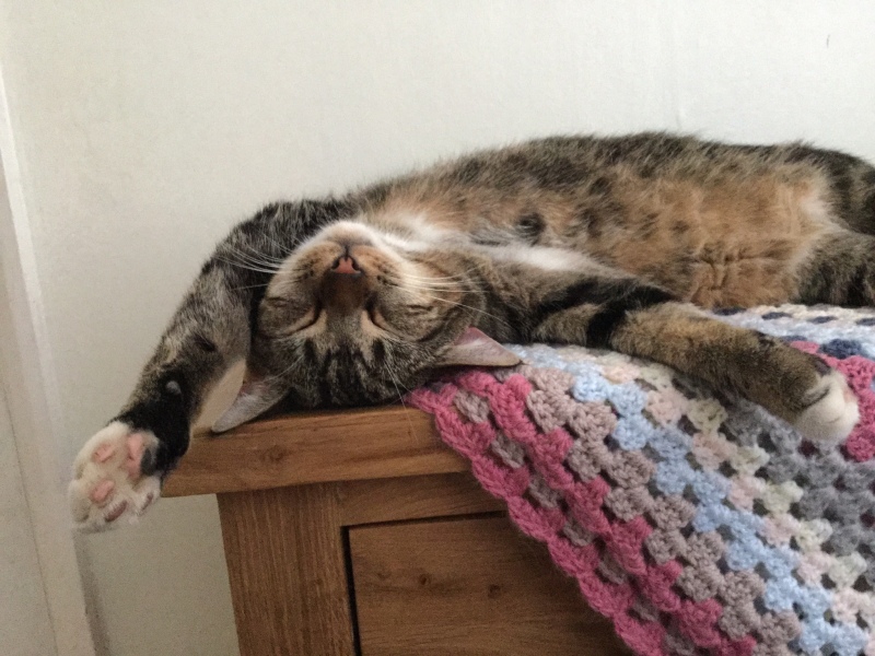 Ring Out, Wild Bells! As 2025 approaches, the Excellent Cats raise their game with a discussion on Tennyson's poetry