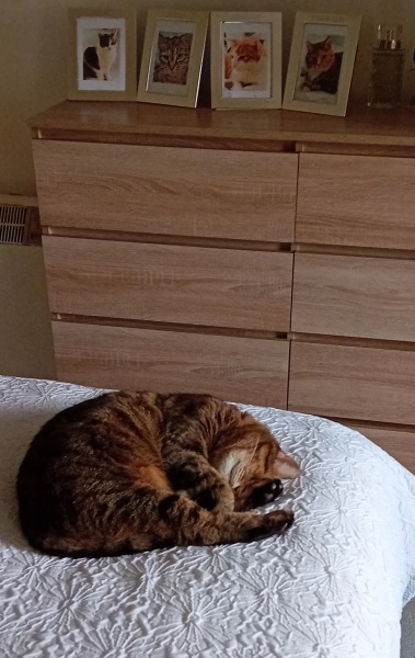 Ring Out, Wild Bells! As 2025 approaches, the Excellent Cats raise their game with a discussion on Tennyson's poetry