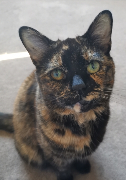 Anyone got a tortie?