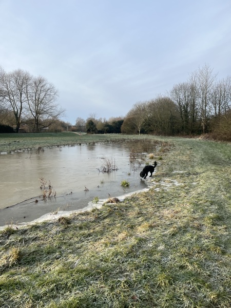 Adolescent Dog Survival Thread - Bark the Herald, furry angels sing!