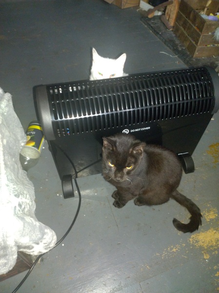 Ring Out, Wild Bells! As 2025 approaches, the Excellent Cats raise their game with a discussion on Tennyson's poetry