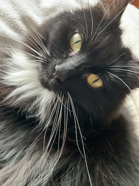 Any cat lovers know what breed of cat this might be or mix?