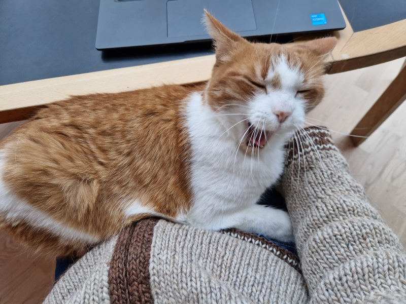 Ring Out, Wild Bells! As 2025 approaches, the Excellent Cats raise their game with a discussion on Tennyson's poetry