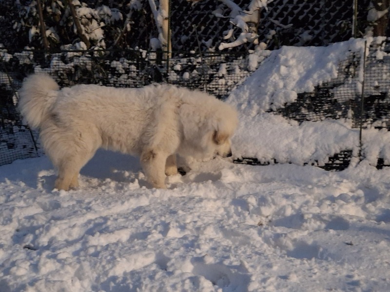 Adolescent Dog Survival Thread - Bark the Herald, furry angels sing!