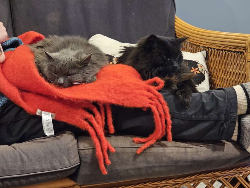 Ring Out, Wild Bells! As 2025 approaches, the Excellent Cats raise their game with a discussion on Tennyson's poetry