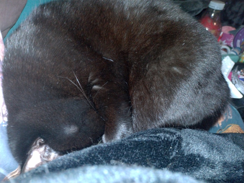 Ring Out, Wild Bells! As 2025 approaches, the Excellent Cats raise their game with a discussion on Tennyson's poetry