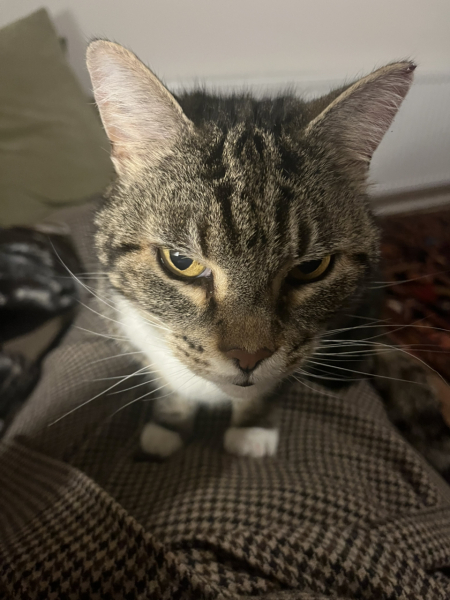 Thread 16 Starmer - Mad World