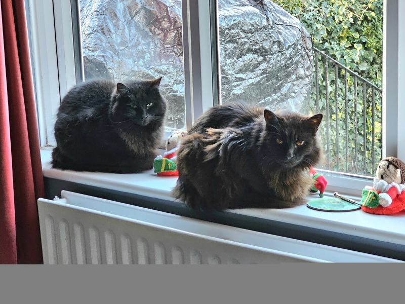 Ring Out, Wild Bells! As 2025 approaches, the Excellent Cats raise their game with a discussion on Tennyson's poetry