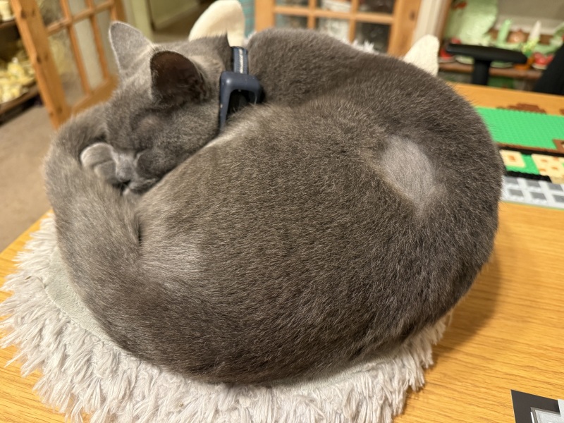 Cat not eating