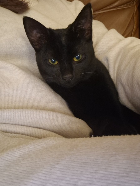 Black cat appreciation (pics please)
