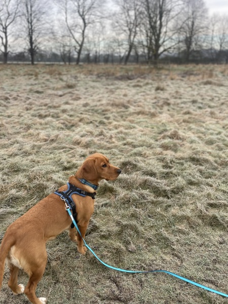 Adolescent Dog Survival Thread - Bark the Herald, furry angels sing!