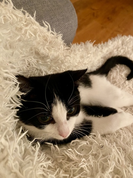 Black and white cats. (pics please!)