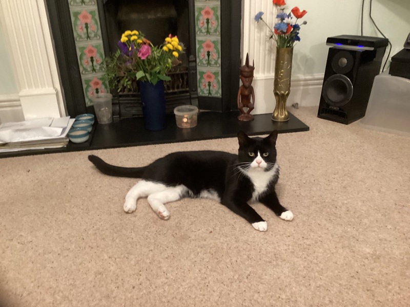Help: Misogynistic New Cat!