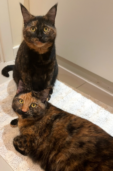 Anyone got a tortie?